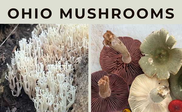 Image: Ohio Mushrooms Educational Class