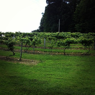 Ohio Vineyards Offer The Perfect Getaway