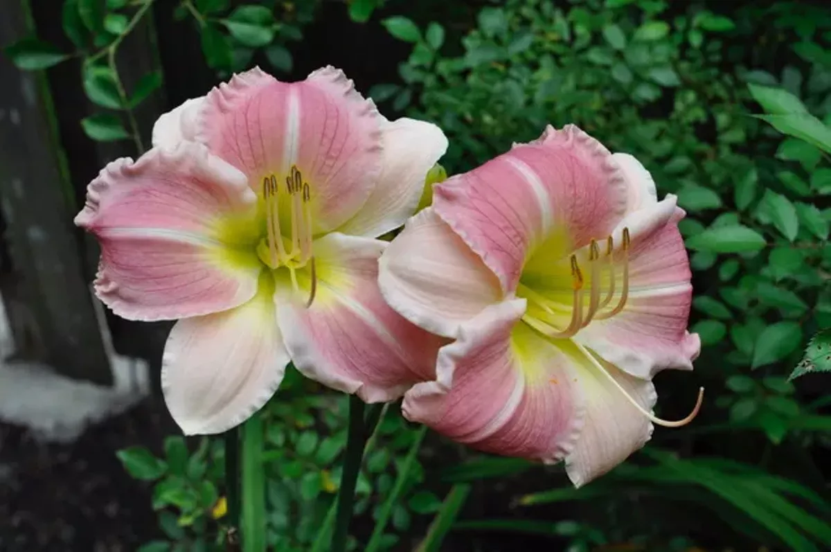 New daylily developed just for our club, the Olmsted Pink Ruffles
