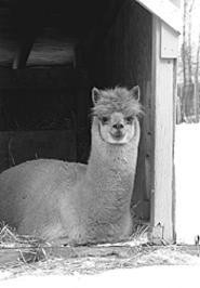 One of the worlds funniest looking animals, the - alpaca, is at Fiberfest.