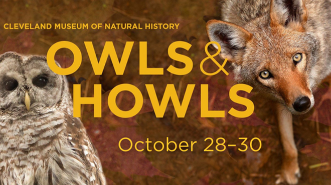 Image: Owls & Howls