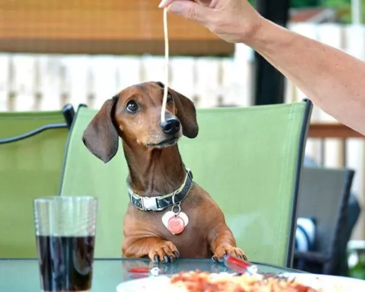 Enjoy unlimited pasta to support homeless animals