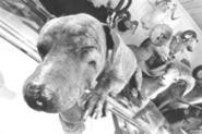 Rip van Poochie: Susie the pit bull has been - "sleeping" for 27 years. - Walter  Novak