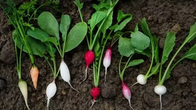 Image: Roots Conference