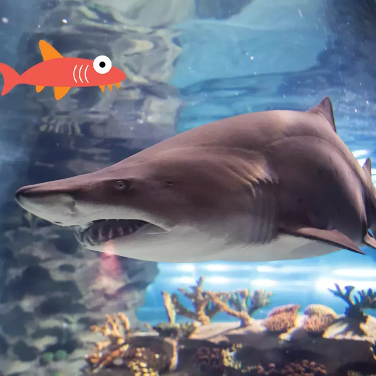 sharkclasssq.webp