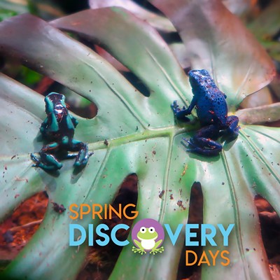 Spring Discovery Days @CLEAquarium