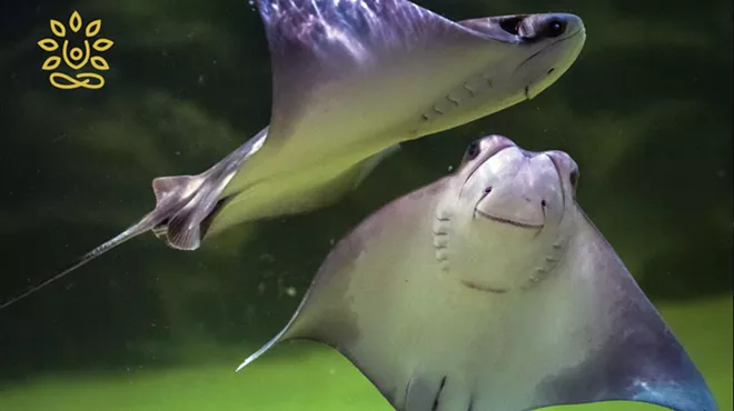 Image: Stingrays & Yoga for Baby & Me