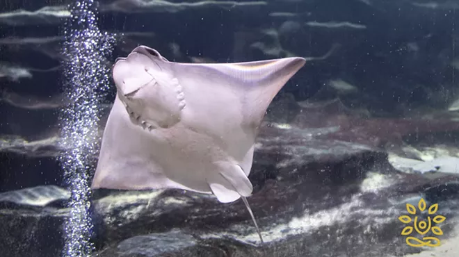 Image: Stingrays & Yoga For Kids