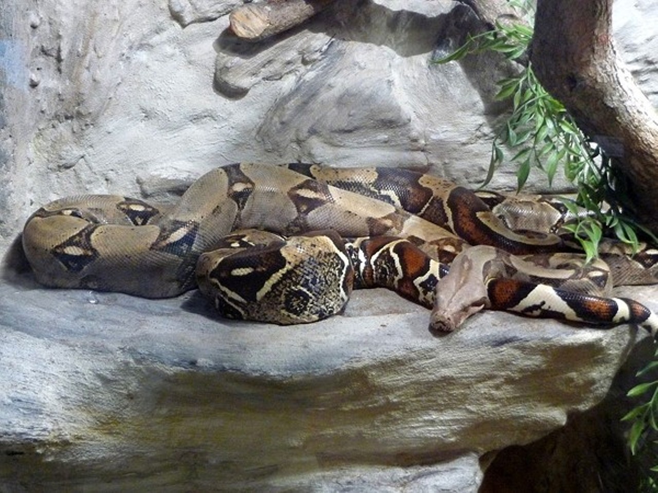  &#147;Pet Boa Constrictor Nearly Strangles Its Ohio Owner, Firefighters Cut Off Snake&#146;s Head&#148;
July 28
Police were forced to decapitate a boa constrictor in Sheffield Lake, after the pet wrapped itself around its owner and started to bite her face. While the boa&#146;s death is an unfortunate loss for the community, its owner can take solace in her 10 other pet snakes (nine pythons, one boa constrictor.)
Photo via Wikipedia