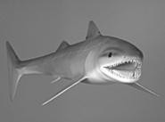 The history museums Shark Celebration has teeth.