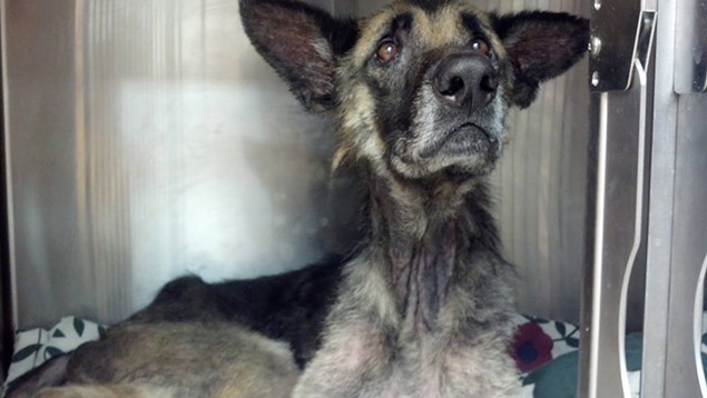 This Ohio Dog Was Chained to a Tree for Four Straight Years