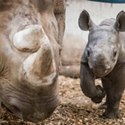 Cleveland Metroparks Zoo Debuts Lulu the Baby Rhino and She's Too Cute To Handle