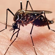 Medical Examiners Confirm Second Case of West Nile Virus in Cuyahoga County
