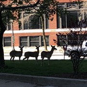 Three Deer Enjoyed a Mostly Empty Downtown Cleveland This Weekend