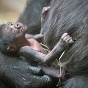 Here's the Cleveland Metroparks Zoo's New, Super Cute Baby Gorilla
