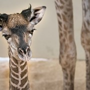 Cleveland Metroparks Zoo Offers First Look At New Baby Giraffe