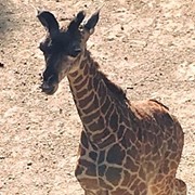 You Can Now Help Name Cleveland Metroparks Zoo's New Baby Giraffe