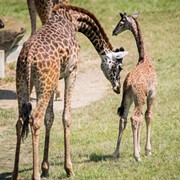 Cleveland Metroparks Zoo's New Baby Giraffe Finally Has a Name