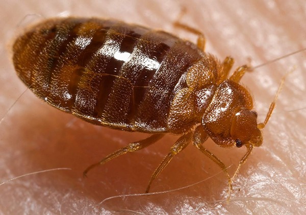 Cuyahoga County Ups Bed Bug Extermination Funding