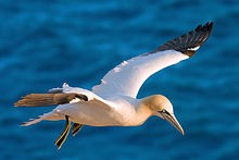 Northern gannet - Wikimedia