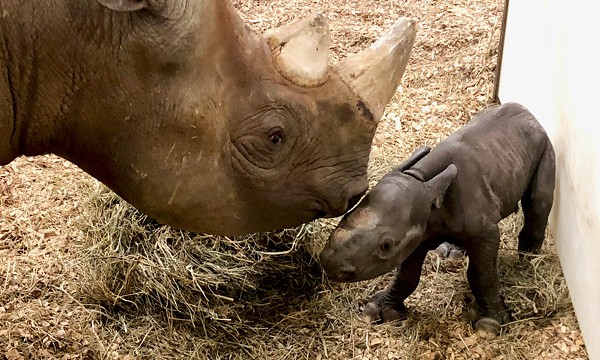 Baby Rhino Newest Addition at Cleveland Metroparks Zoo (2)