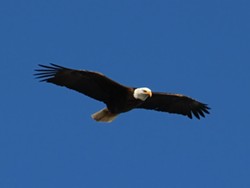 Bald Eagles Return to Cleveland for First Time in 100 Years (2)