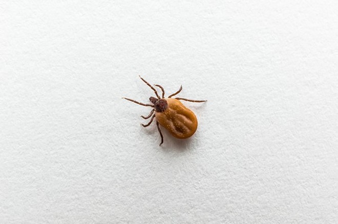 Ohio Will See an Increased Tick Population This Year