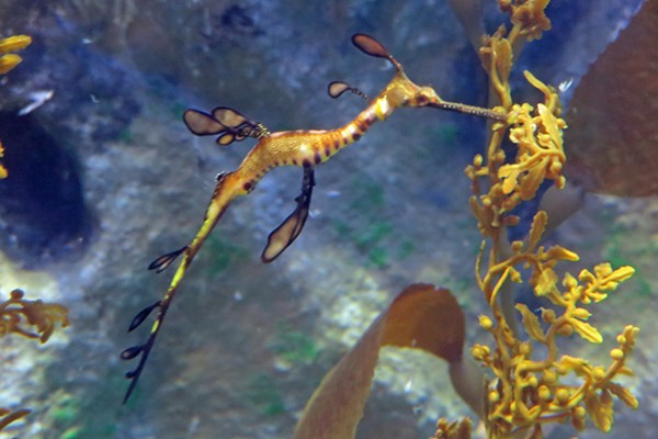 The Greater Cleveland Aquarium is the only place in Ohio where you can see the weedy seadragon.