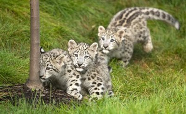 You Can Help Name a Snow Leopard Cub at Cleveland Metroparks Zoo (3)