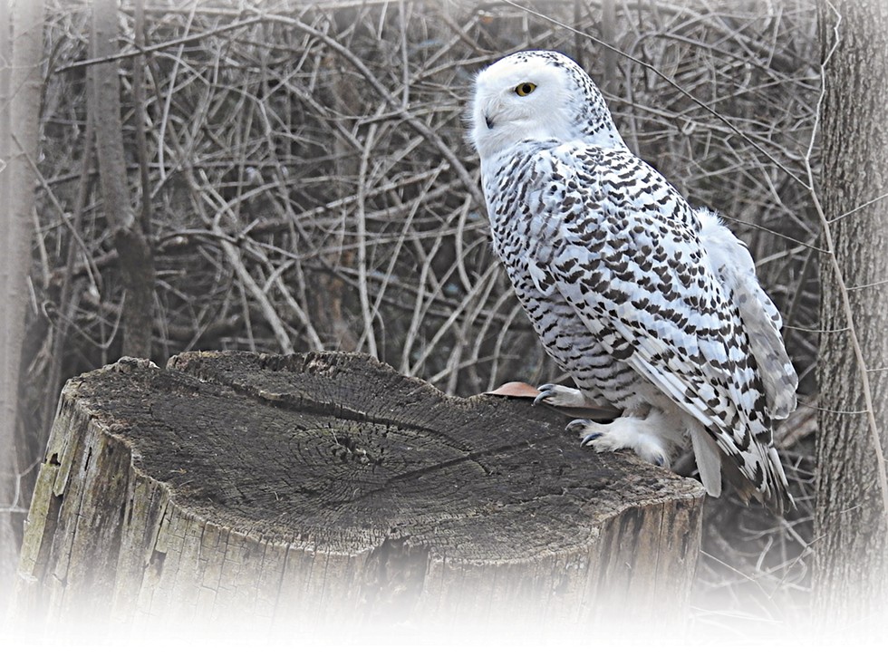 How to Catch a Glimpse of Snowy Owls and Their Feathery Brethren in Northeast Ohio