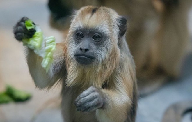 Cleveland Metroparks Zoo Just Welcomed a Baby Howler Monkey, And It's Adorable