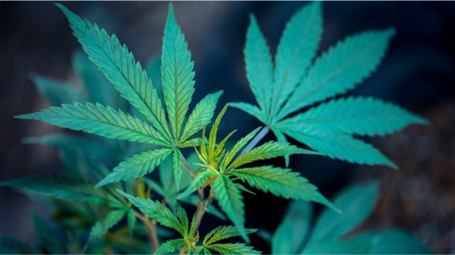 Medical Marijuana Tinctures Finally Hit the Shelves at Ohio Dispensaries