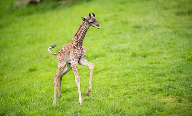 Cleveland Metroparks Zoo Reveals New Baby Giraffe's Name on Longest Day of the Year