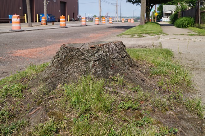 A stump on Clark Avenue. - SAM ALLARD / SCENE
