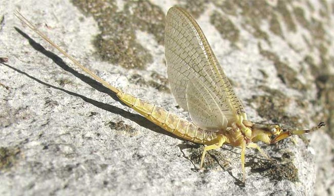 Hordes of Mayflies Continue to Bombard Northeast Ohio, Covering Cars, People and Doppler Radar
