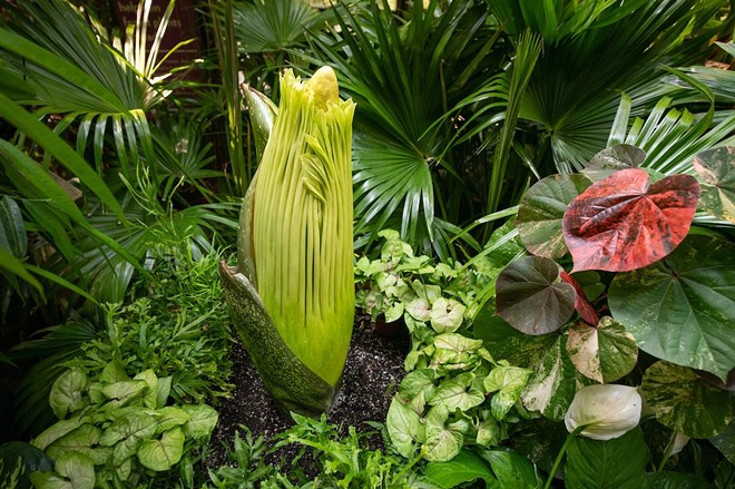 Stinky-Ass Corpse Flower to Open at Cleveland Metroparks Zoo Soon