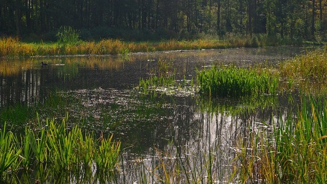 Opponents Fight to Protect Ohio Wetlands from Development