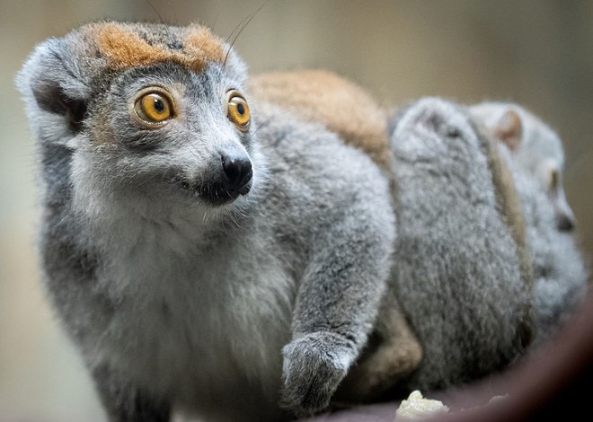 The Cleveland Metroparks Zoo Just Welcomed Two Wide-Eyed Baby Lemurs