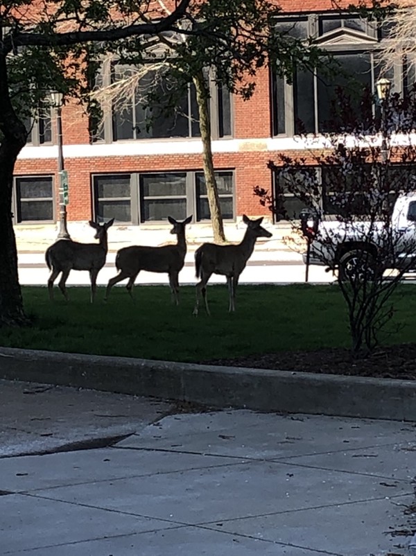 Three Deer Enjoyed a Mostly Empty Downtown Cleveland This Weekend
