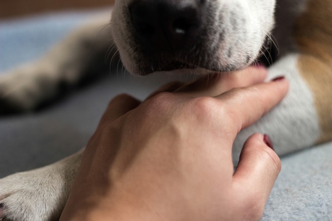 The Best Emotional Support Animal Registration Companies In 2021