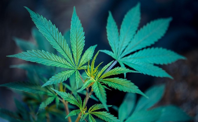 Buy Weed Online Legally: 5 Best Stores to Order Marijuana in 2021