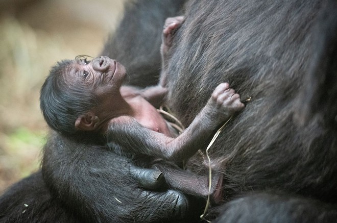 Baby gorilla, to be named later in partnership with a mortgage company - Courtesy Cleveland Metroparks Zoo