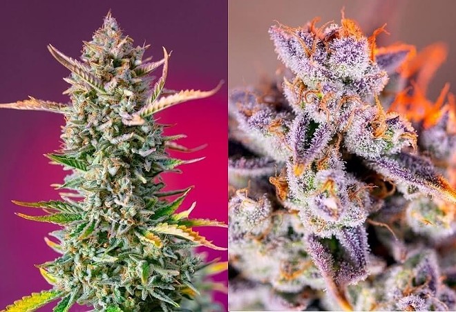 Best Indica Seed Strains: Get Top Indica Strains From the Best Seed Banks