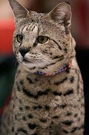 The Savannah Cat stalks its prey... - Wikipedia
