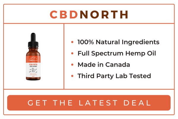 CBD Oil for Dogs for Anxiety In 2022: Buy CBD Oil from Top CBD Stores