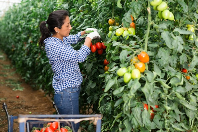 The Farm Labor Organizing Committee won a collective-bargaining deal covering workers on tomato farms in Ohio in 1983, after an eight-year campaign and boycott. - (Adobe Stock)