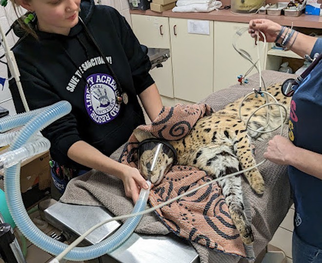CAC’s medical staff ran a drug screen on the big cat found in a tree in Oakley, which came back positive for cocaine. - Photo: Provided by Ray Anderson