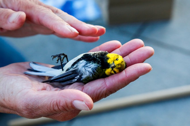 A black-throated green warbler. - Mark Oprea