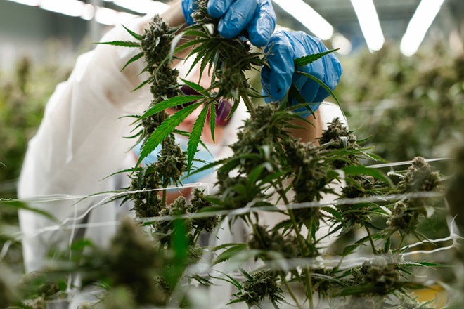 BUCKEYE LAKE, Ohio — AUGUST 17: Roger Davis of Grove City works to remove fan leaves from around the flowers before the marijuana plants are dried, August 17, 2023, at PharmaCann, Inc.’s cultivation and processing facility in Buckeye Lake, Ohio. - Photo by Graham Stokes for Ohio Capital Journal.