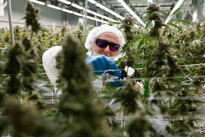 BUCKEYE LAKE, Ohio — AUGUST 17: Roger Davis of Grove City works to remove fan leaves from around the flowers before the marijuana plants are dried, August 17, 2023, at PharmaCann, Inc.’s cultivation and processing facility in Buckeye Lake, Ohio. - Photo by Graham Stokes for Ohio Capital Journal